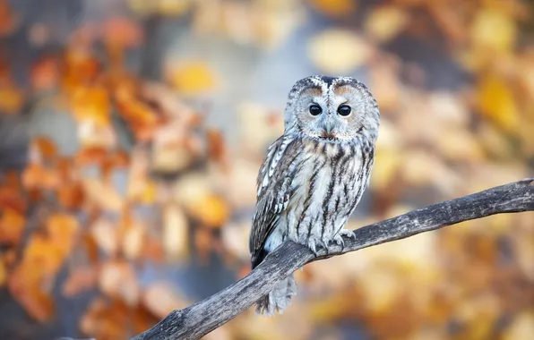 Autumn, look, nature, pose, owl, bird, foliage, branch
