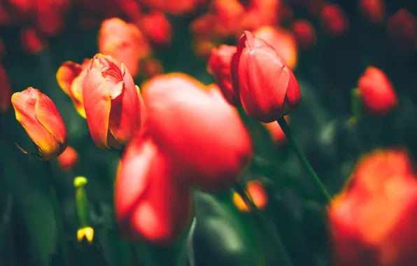 Picture field, leaves, nature, spring, petals, meadow, tulips