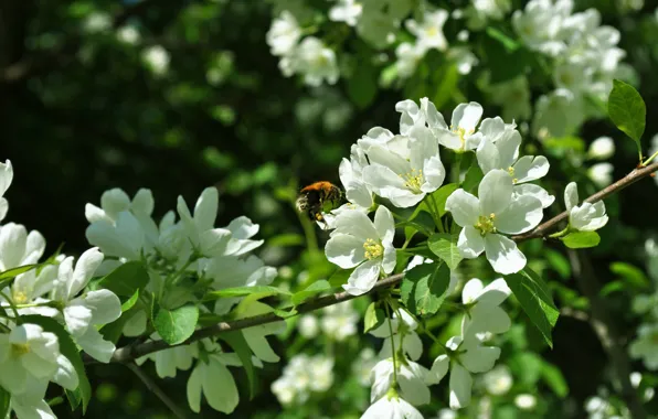 Leaves, flowers, bee, branch, spring, white, bumblebee, Apple