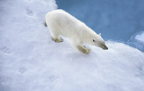 Winter, snow, traces, predator, polar bear