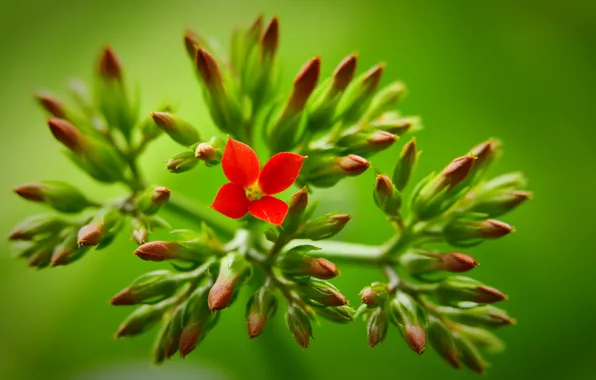 Picture greens, flower, branches, red, background