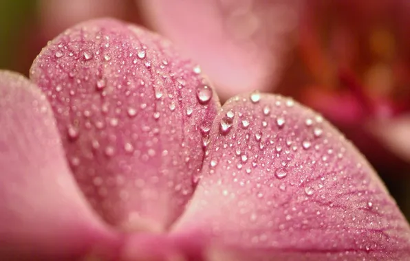 Drops, macro, shadow, petals