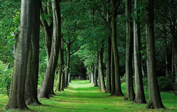 Greens, summer, trees, nature, alley