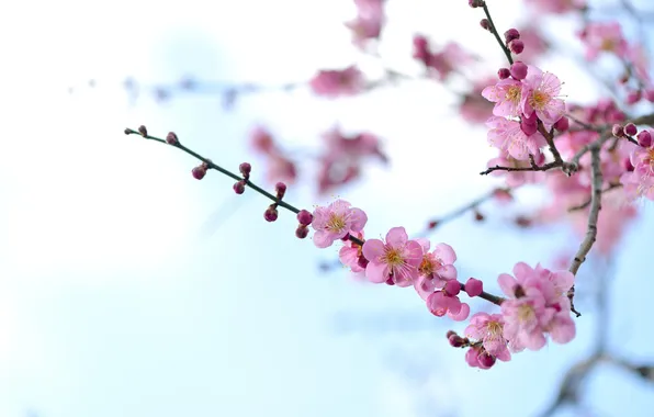 Branches, tenderness, beauty, spring, pink, apricots