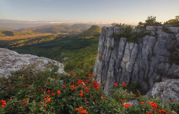 Mountains, berries, rocks, height, the bushes, Rowan, English