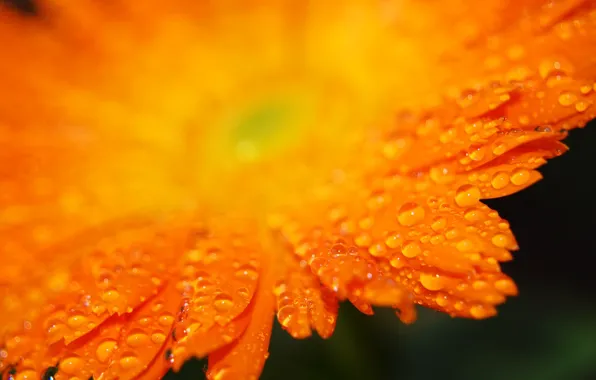 Drops, orange, petals