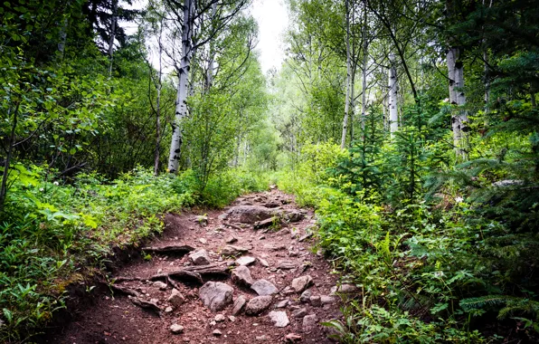 Picture forest, the sky, trees, stones