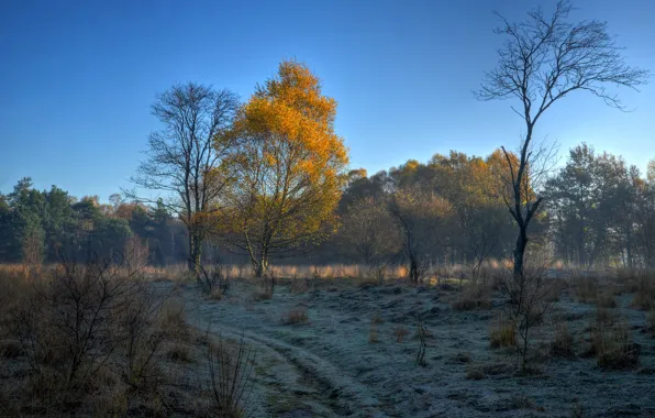 Picture frost, autumn, the sky, trees, morning