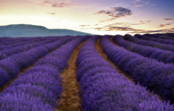Picture field, nature, lavender