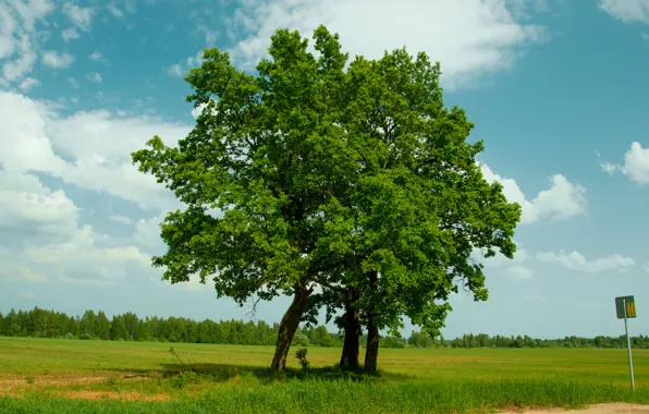 Picture Nature, Field, Tree, Russia, Nature, Russia, Tree, Field