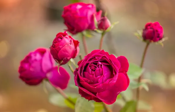 Picture macro, rose, raspberry