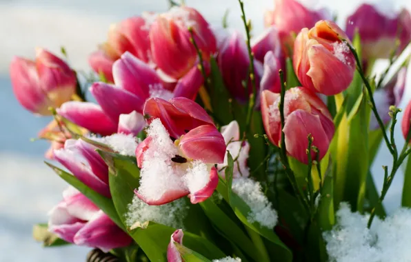 Picture snow, flowers, spring, tulips
