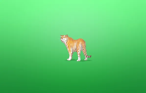 Tiger, animal, minimalism, tiger, greenish background, a cunning face