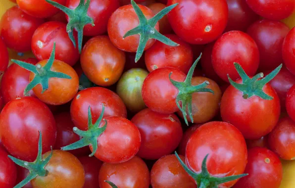 Picture autumn, harvest, tomatoes, tomatoes