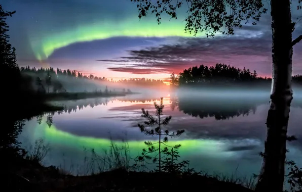 Picture Trees, Northern lights, Finland, Finland, Northern Lights, North Karelia, North Karelia, Nurmes