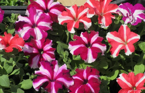 Flowers, Petunia, striped, petunias, spring 2018, Mamala ©