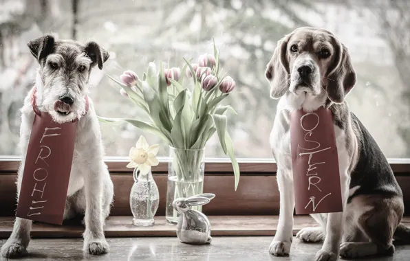 Picture animals, dogs, flowers, hare, window, Easter, pair, tulips