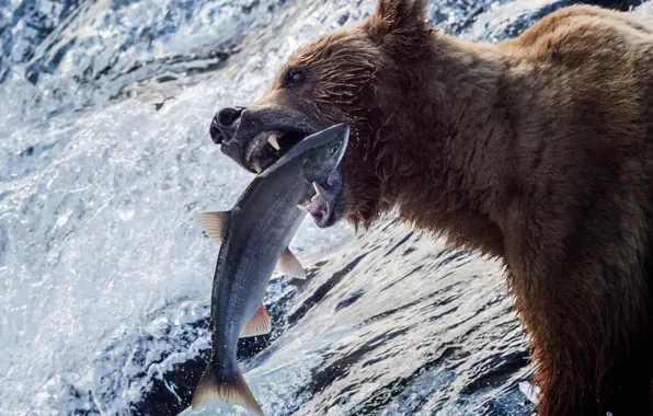 Picture water, river, fishing, fish, bear, Alaska, grizzly, catch