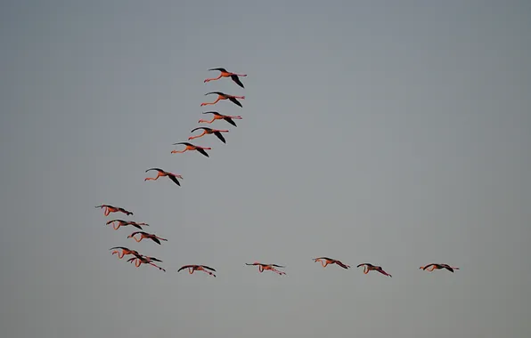 The sky, flight, Flamingo