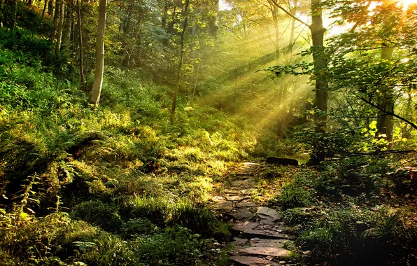 Picture forest, rays, light, nature, stones, trail