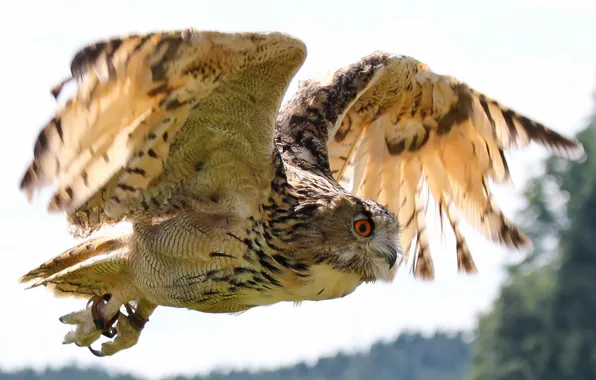 Picture owl, bird, flight