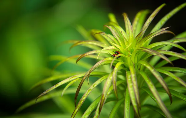 Grass, leaves, insects, plant, bugs