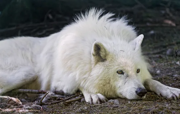 White, look, stay, wolf, polar, ©Tambako The Jaguar