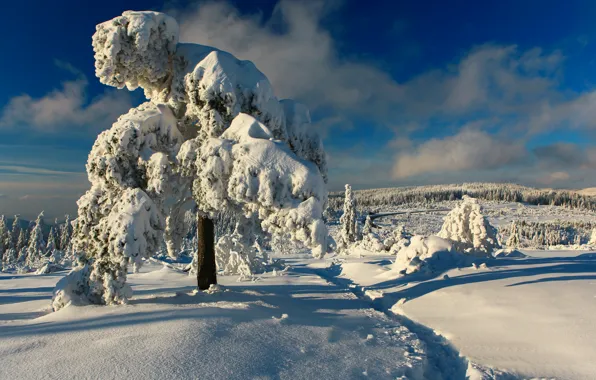 Winter, snow, trees, Germany, path, Germany, Black Forest, The black forest