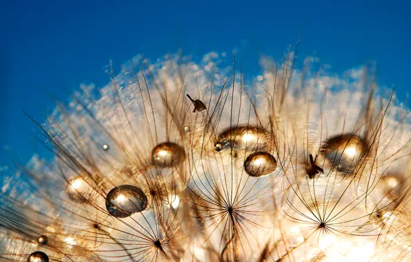Picture the sky, Rosa, dandelion, drop, blade of grass