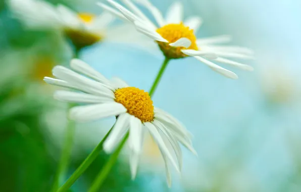 Picture white, macro, flowers, yellow, green, background, widescreen, Wallpaper
