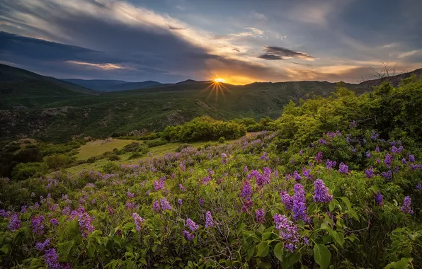 Greens, the sky, the sun, clouds, rays, sunset, flowers, mountains