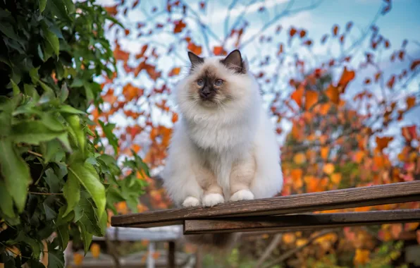 Autumn, cat, cat, look, leaves, branches, foliage, Board