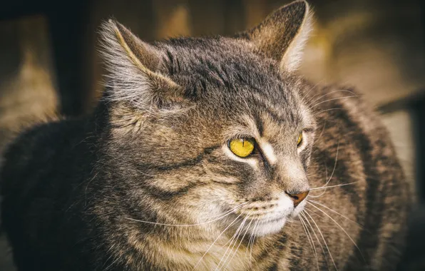 Picture cat, cat, look, face, pose, grey, background, portrait