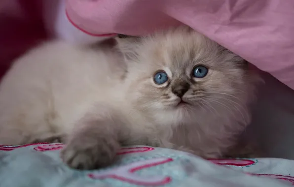 Cat, look, kitty, fluffy, blanket, bed, hide and seek, cutie
