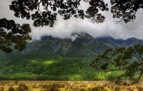 Picture forest, summer, clouds, mountain, slope, top