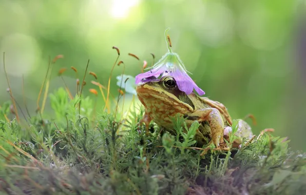 Picture flower, moss, frog, hat