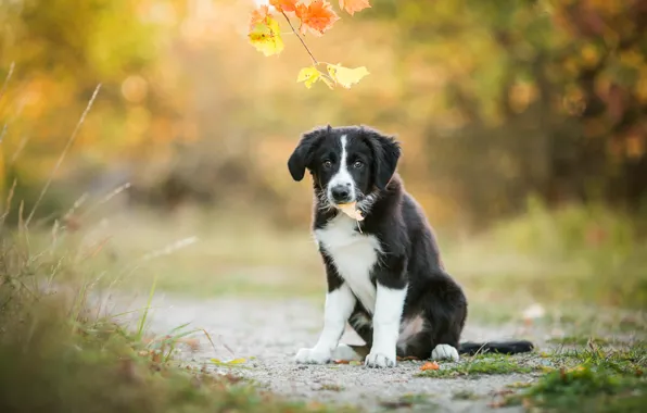 Autumn, grass, look, face, leaves, branches, nature, pose