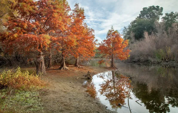 Picture autumn, pond, Park