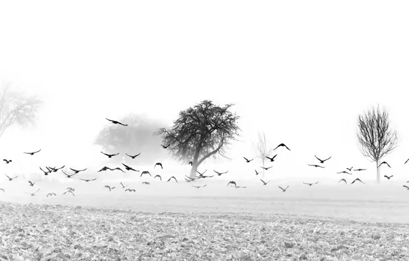 Picture field, birds, fog