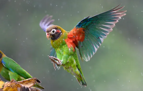 Picture rain, bird, wings, parrot