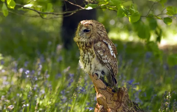 Picture flowers, owl, bird, nature, summer, snag, grass