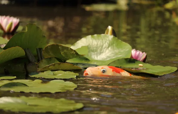 Leaves, Fish, pond