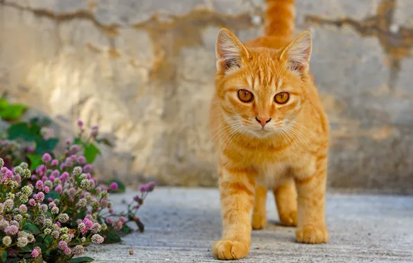 Cat, cat, flowers, red, kitty, ginger kitten
