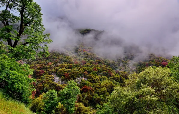 Forest, trees, branches, fog, stones, rocks, CA, USA