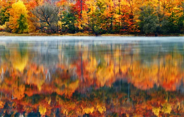 Picture forest, nature, lake, paint, morning, USA, New England, New Hampshire