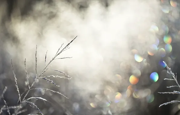 Grass, light, nature