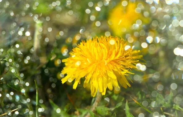 Flower, dandelion, bokeh