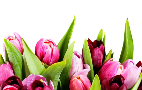 Picture flowers, flowers, beauty, bouquet, bright, bright, Tulips, tulips