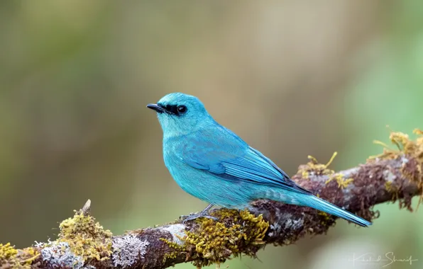 Picture bright, blue, bird, branches