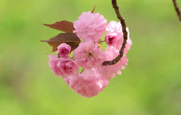 Flowers, branch, spring, pink, flowering, green background, almonds